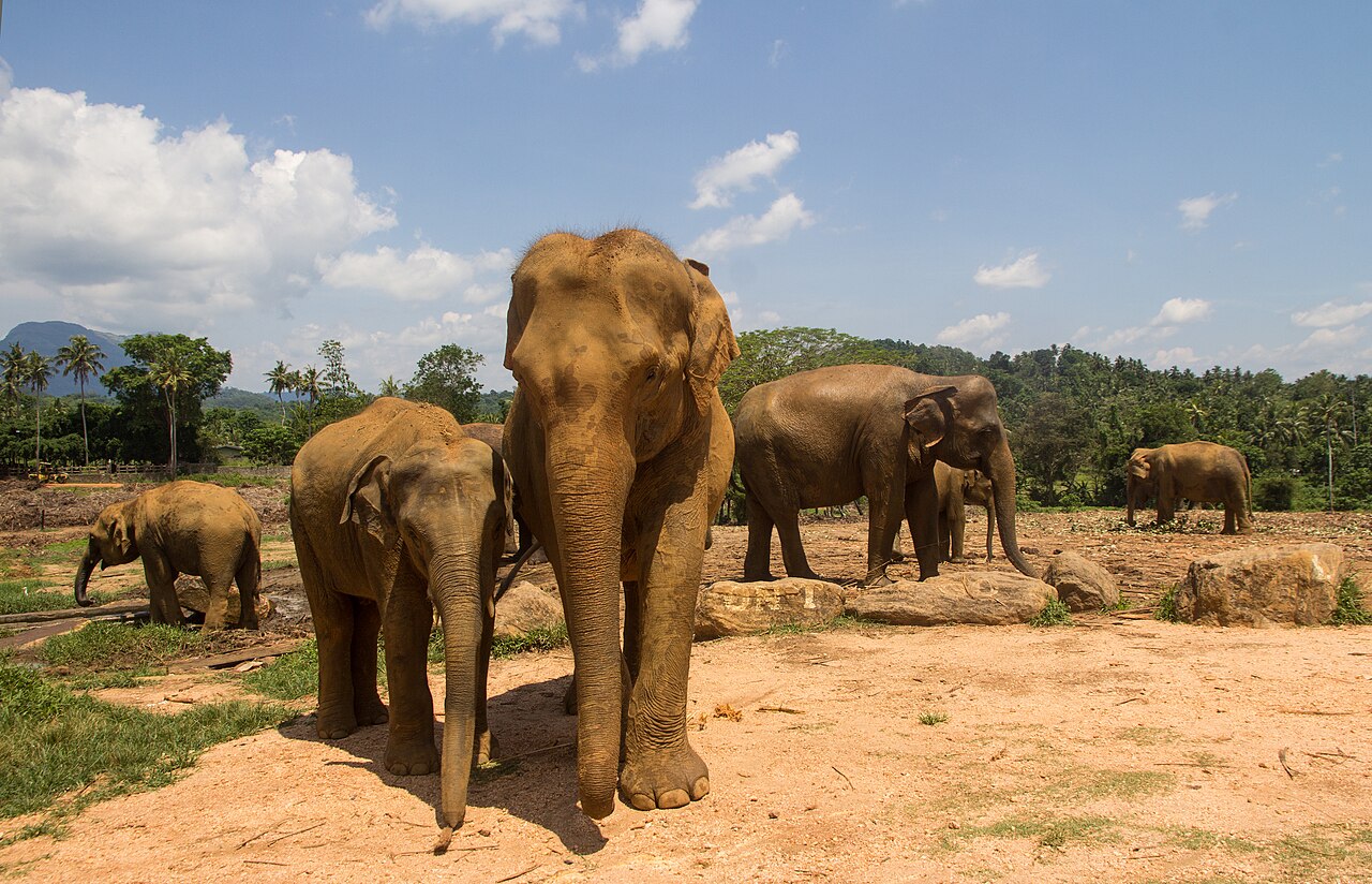 Elephants at the Pinnawala Elephant Orphanage
