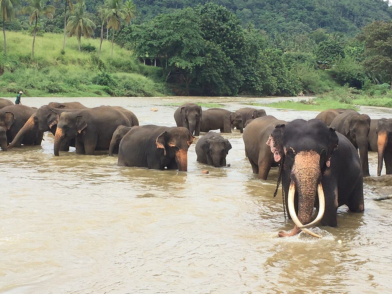 Tusker elephant at Pinnawala orphanage
