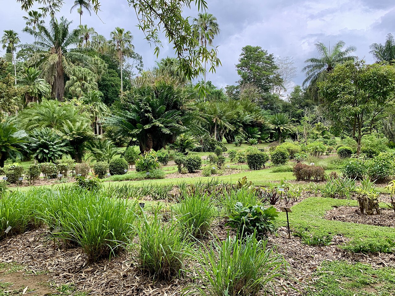 Royal Botanical Gardens Peradeniya near Kandy